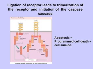 Ligation of receptor leads to trimerization of
the receptor and initiation of the caspase
cascade
Apoptosis =
Programmed cell death =
cell suicide.
 