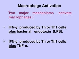 Macrophage Activation
Two major mechanisms activate
macrophages :
• IFN-γ produced by Th or Th1 cells
plus bacterial endotoxin (LPS).
• IFN-γ produced by Th or Th1 cells
plus TNF-α.
 