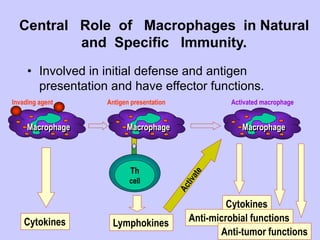 Macrophage Macrophage
Th
cell
Macrophage
Cytokines Lymphokines
Cytokines
Anti-microbial functions
Anti-tumor functions
Invading agent Antigen presentation Activated macrophage
Central Role of Macrophages in Natural
and Specific Immunity.
• Involved in initial defense and antigen
presentation and have effector functions.
 