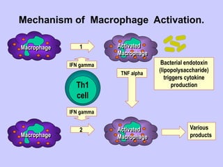 Mechanism of Macrophage Activation.
Macrophage Activated
Macrophage
Bacterial endotoxin
(lipopolysaccharide)
triggers cytokine
production
Th1
cell
1
IFN gamma
IFN gamma
2
Macrophage
Activated
Macrophage
TNF alpha
Various
products
 