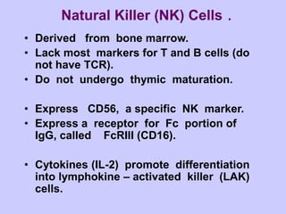 Natural Killer (NK) Cells .
• Derived from bone marrow.
• Lack most markers for T and B cells (do
not have TCR).
• Do not undergo thymic maturation.
• Express CD56, a specific NK marker.
• Express a receptor for Fc portion of
IgG, called FcRIII (CD16).
• Cytokines (IL-2) promote differentiation
into lymphokine – activated killer (LAK)
cells.
 