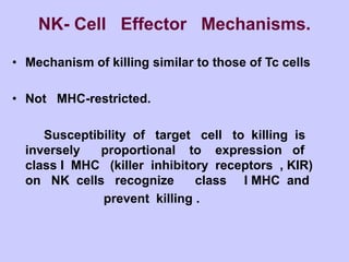 NK- Cell Effector Mechanisms.
• Mechanism of killing similar to those of Tc cells
• Not MHC-restricted.
Susceptibility of target cell to killing is
inversely proportional to expression of
class I MHC (killer inhibitory receptors , KIR)
on NK cells recognize class I MHC and
prevent killing .
 