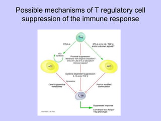 Possible mechanisms of T regulatory cell
suppression of the immune response
 