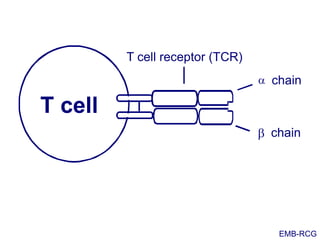 chain
b chain
T cell
T cell receptor (TCR)
a
EMB-RCG
 