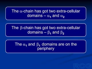 The a-chain has got two extra-cellular
domains – a1 and a2
The b-chain has got two extra-cellular
domains – b1 and b2
The a1 and b1 domains are on the
periphery
 