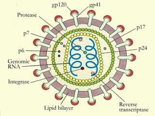 gp120 gp41
p6
Integrase
Protease
Reverse
transcriptase
p24
p17
p7
Genomic
RNA
Lipid bilayer
 