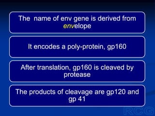 The name of env gene is derived from
envelope
It encodes a poly-protein, gp160
After translation, gp160 is cleaved by
protease
The products of cleavage are gp120 and
gp 41
 