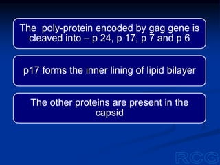The poly-protein encoded by gag gene is
cleaved into – p 24, p 17, p 7 and p 6
p17 forms the inner lining of lipid bilayer
The other proteins are present in the
capsid
 