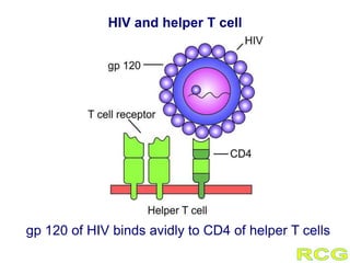 HIV and helper T cell
gp 120 of HIV binds avidly to CD4 of helper T cells
 