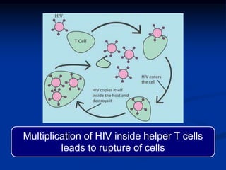 Multiplication of HIV inside helper T cells
leads to rupture of cells
 
