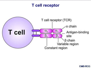 T cell receptor
 