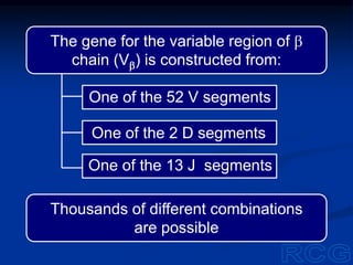 One of the 52 V segments
One of the 2 D segments
One of the 13 J segments
Thousands of different combinations
are possible
The gene for the variable region of b
chain (Vb) is constructed from:
 