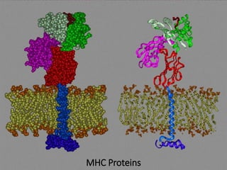 MHC Proteins
 