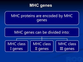 MHC genes
MHC proteins are encoded by MHC
genes
MHC genes can be divided into:
MHC class
I genes
MHC class
II genes
MHC class
III genes
 