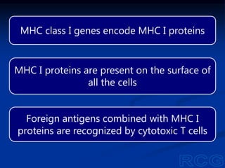 MHC class I genes encode MHC I proteins
MHC I proteins are present on the surface of
all the cells
Foreign antigens combined with MHC I
proteins are recognized by cytotoxic T cells
 