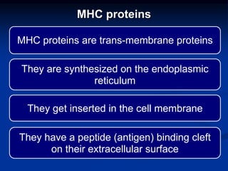 MHC proteins are trans-membrane proteins
They are synthesized on the endoplasmic
reticulum
They get inserted in the cell membrane
They have a peptide (antigen) binding cleft
on their extracellular surface
MHC proteins
 