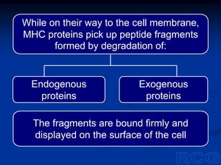 While on their way to the cell membrane,
MHC proteins pick up peptide fragments
formed by degradation of:
The fragments are bound firmly and
displayed on the surface of the cell
Endogenous
proteins
Exogenous
proteins
 
