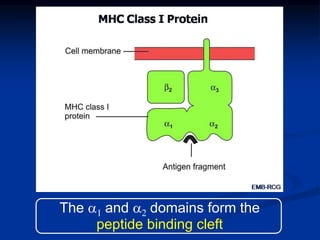The a1 and a2 domains form the
peptide binding cleft
 