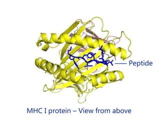 MHC I protein – View from above
‒‒‒ Peptide
 
