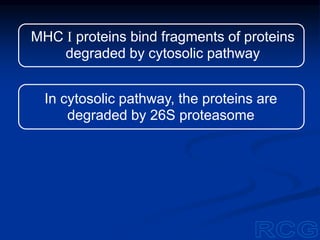 MHC I proteins bind fragments of proteins
degraded by cytosolic pathway
In cytosolic pathway, the proteins are
degraded by 26S proteasome
 