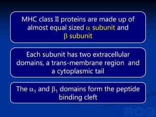 MHC class II proteins are made up of
almost equal sized a subunit and
b subunit
Each subunit has two extracellular
domains, a trans-membrane region and
a cytoplasmic tail
The a1 and b1 domains form the peptide
binding cleft
 
