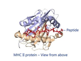 ‒ Peptide
MHC II protein – View from above
 