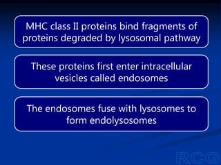 MHC class II proteins bind fragments of
proteins degraded by lysosomal pathway
These proteins first enter intracellular
vesicles called endosomes
The endosomes fuse with lysosomes to
form endolysosomes
 