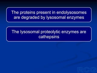 The proteins present in endolysosomes
are degraded by lysosomal enzymes
The lysosomal proteolytic enzymes are
cathepsins
 