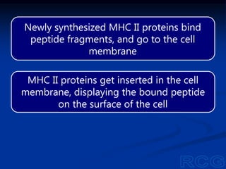 MHC Class II
Protein
Antigen
fragment
a2 b2
b1
Cell membrane
Newly synthesized MHC II proteins bind
peptide fragments, and go to the cell
membrane
MHC II proteins get inserted in the cell
membrane, displaying the bound peptide
on the surface of the cell
 