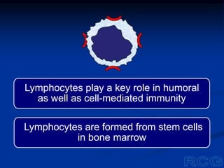 Lymphocytes play a key role in humoral
as well as cell-mediated immunity
Lymphocytes are formed from stem cells
in bone marrow
 