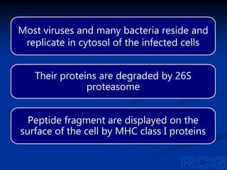 Most viruses and many bacteria reside and
replicate in cytosol of the infected cells
Their proteins are degraded by 26S
proteasome
Peptide fragment are displayed on the
surface of the cell by MHC class I proteins
 