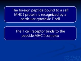 The foreign peptide bound to a self
MHC I protein is recognized by a
particular cytotoxic T cell
The T cell receptor binds to the
peptide:MHC I complex
 