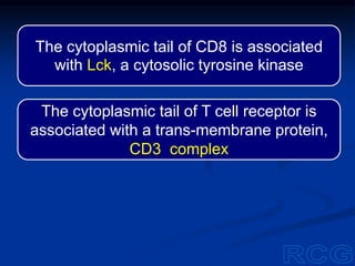 The cytoplasmic tail of CD8 is associated
with Lck, a cytosolic tyrosine kinase
The cytoplasmic tail of T cell receptor is
associated with a trans-membrane protein,
CD3 complex
 