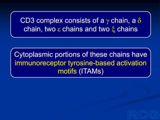 CD3 complex consists of a g chain, a d
chain, two e chains and two x chains
Cytoplasmic portions of these chains have
immunoreceptor tyrosine-based activation
motifs (ITAMs)
 