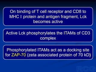 Phosphorylated ITAMs act as a docking site
for ZAP-70 (zeta associated protein of 70 kD)
On binding of T cell receptor and CD8 to
MHC I protein and antigen fragment, Lck
becomes active
Active Lck phosphorylates the ITAMs of CD3
complex
 