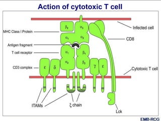 Action of cytotoxic T cell
 
