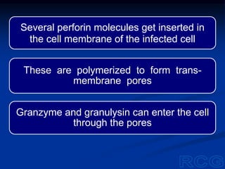 Several perforin molecules get inserted in
the cell membrane of the infected cell
These are polymerized to form trans-
membrane pores
Granzyme and granulysin can enter the cell
through the pores
 