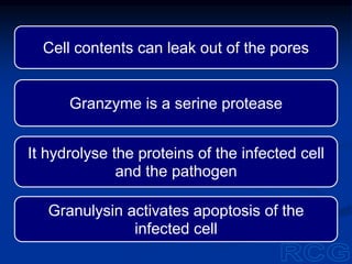 Cell contents can leak out of the pores
Granzyme is a serine protease
It hydrolyse the proteins of the infected cell
and the pathogen
Granulysin activates apoptosis of the
infected cell
 