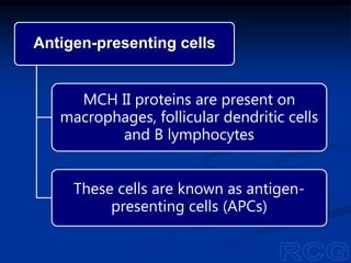 Antigen-presenting cells
MCH II proteins are present on
macrophages, follicular dendritic cells
and B lymphocytes
These cells are known as antigen-
presenting cells (APCs)
 