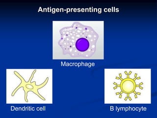 Antigen-presenting cells
Dendritic cell
Macrophage
B lymphocyte
 