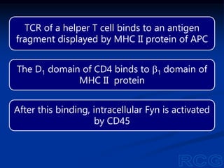 TCR of a helper T cell binds to an antigen
fragment displayed by MHC II protein of APC
The D1 domain of CD4 binds to b1 domain of
MHC II protein
After this binding, intracellular Fyn is activated
by CD45
 