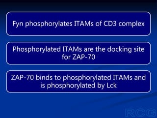 Fyn phosphorylates ITAMs of CD3 complex
Phosphorylated ITAMs are the docking site
for ZAP-70
ZAP-70 binds to phosphorylated ITAMs and
is phosphorylated by Lck
 