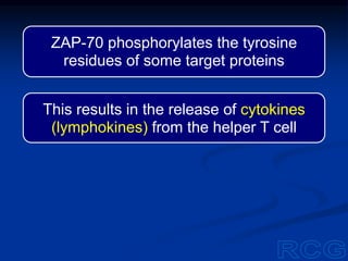 ZAP-70 phosphorylates the tyrosine
residues of some target proteins
This results in the release of cytokines
(lymphokines) from the helper T cell
 