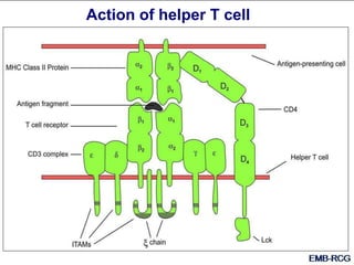 Action of helper T cell
 