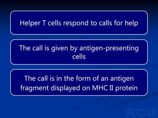 Helper T cells respond to calls for help
The call is given by antigen-presenting
cells
The call is in the form of an antigen
fragment displayed on MHC II protein
 