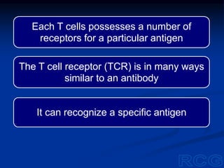 Each T cells possesses a number of
receptors for a particular antigen
The T cell receptor (TCR) is in many ways
similar to an antibody
It can recognize a specific antigen
 