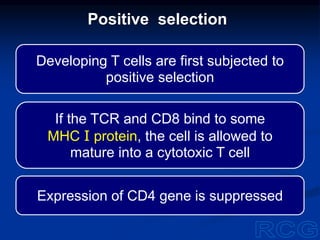 Developing T cells are first subjected to
positive selection
If the TCR and CD8 bind to some
MHC I protein, the cell is allowed to
mature into a cytotoxic T cell
Expression of CD4 gene is suppressed
Positive selection
 