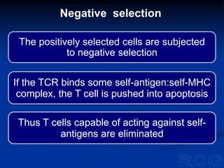 The positively selected cells are subjected
to negative selection
If the TCR binds some self-antigen:self-MHC
complex, the T cell is pushed into apoptosis
Thus T cells capable of acting against self-
antigens are eliminated
Negative selection
 