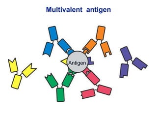 Multivalent antigen
Antigen
 