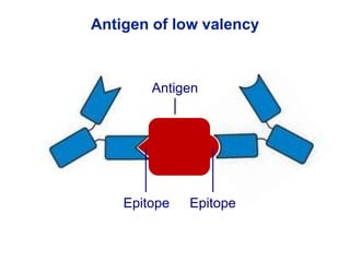 Antigen of low valency
Antigen
Epitope Epitope
 